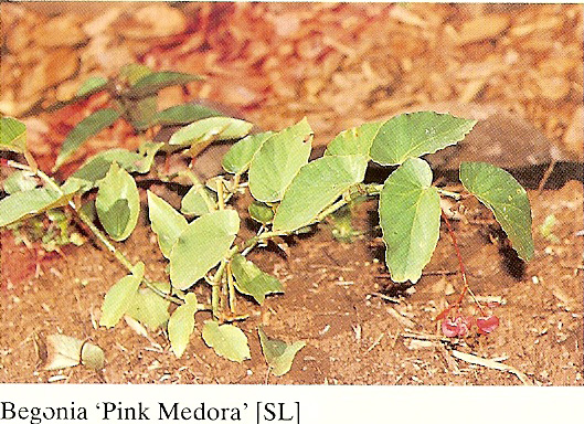 B. ‘Pink Medora’